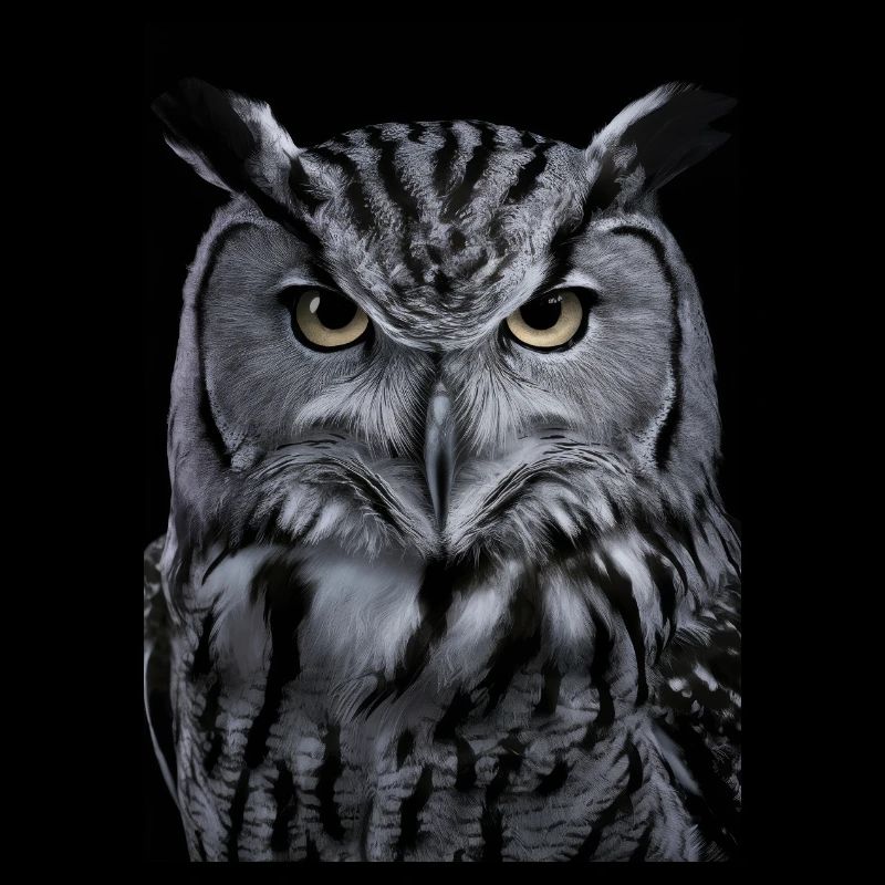 Eule Vogel Tier Eulen Animal