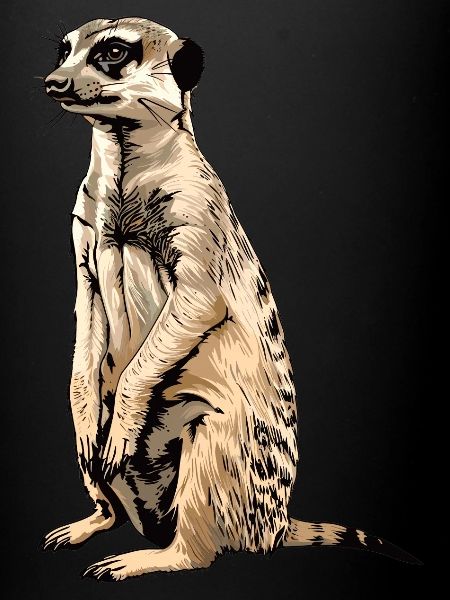 Suricate