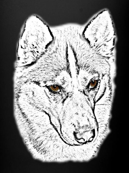 Wolfskopf Line Study