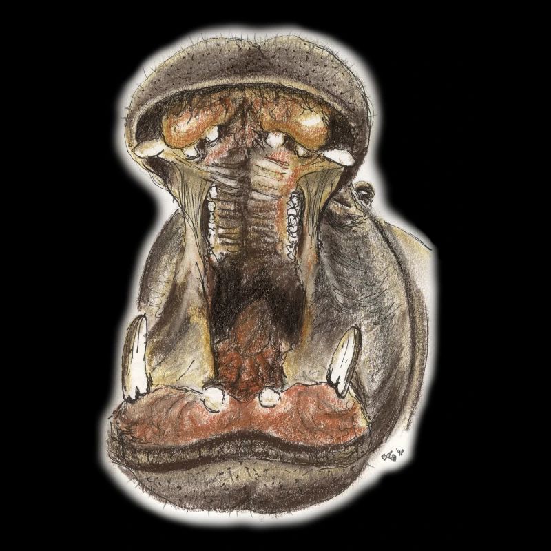 Hippo Hippo Mouth Illustration