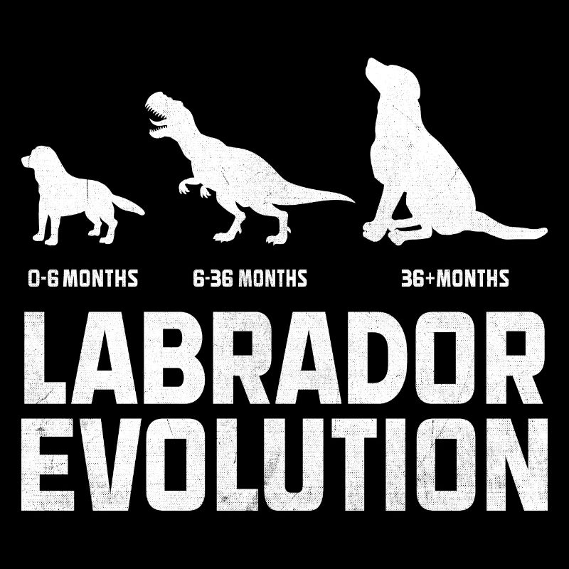 Evolution Labrador Retriever Lab Hund Retriever