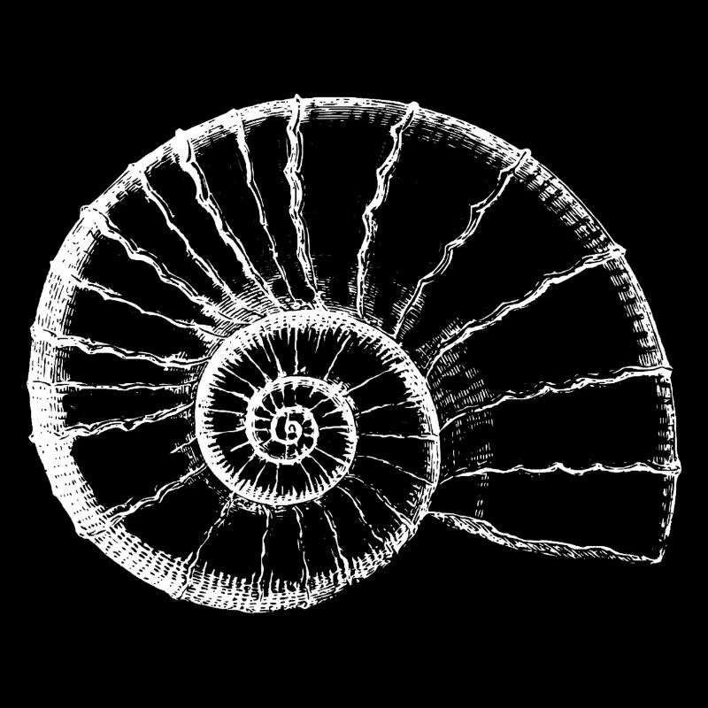 Ammonite