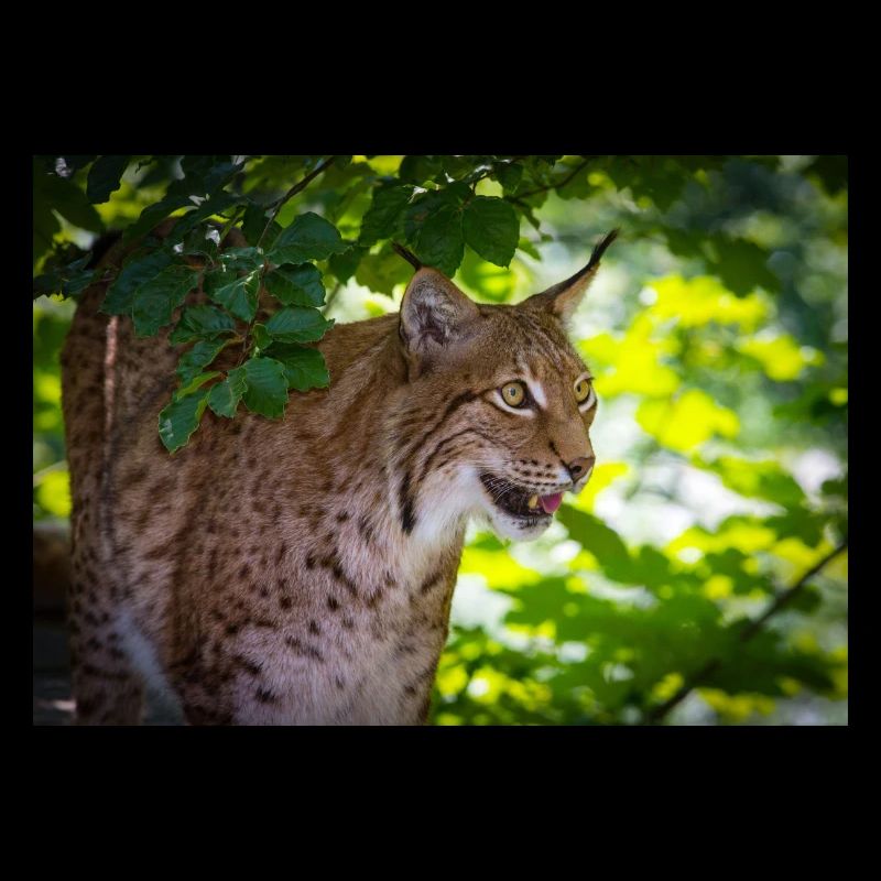 Luchs