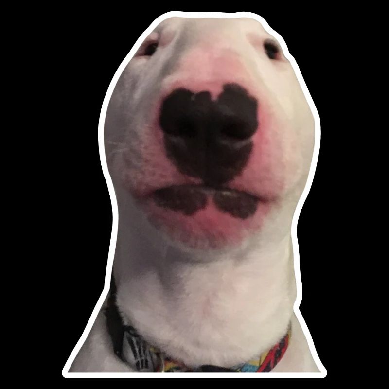 Funny Walter Dog Meme Nelson The Dog