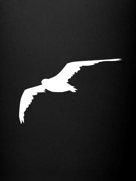 Gull Gull