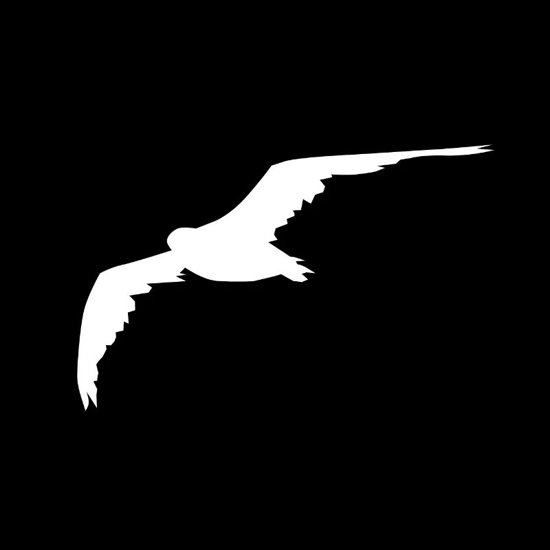 Möwe Gull