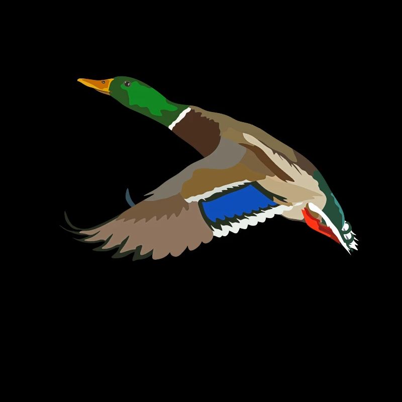 Canard colvert Oiseau