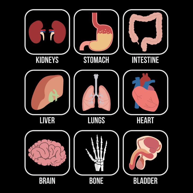 Doctors Nurses Organs Overview Medicine