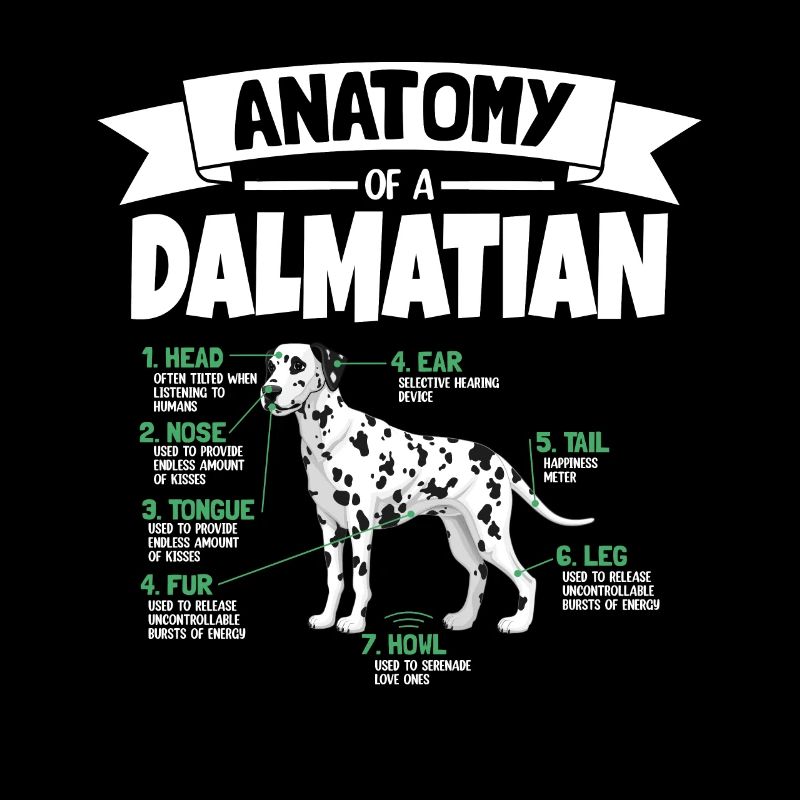 Anatomie von einem Dalmatiner