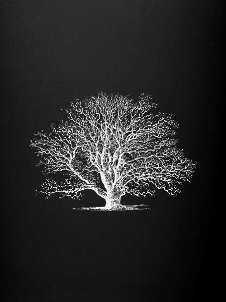 Tree Tree