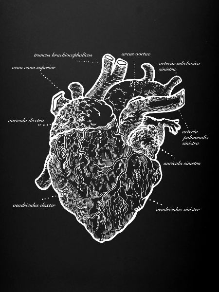 Coeur anatomique
