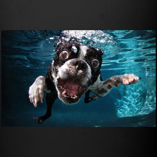 Svømmende hund