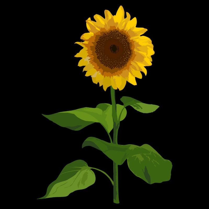 Sonnenblume