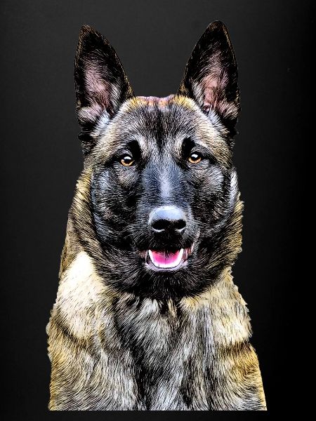 Belgian Shepherd Malinois