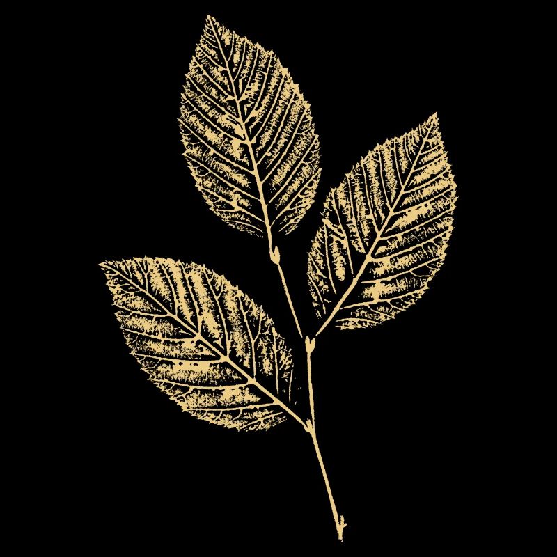 Leaves Beech / Beech Branch BOTANICAL