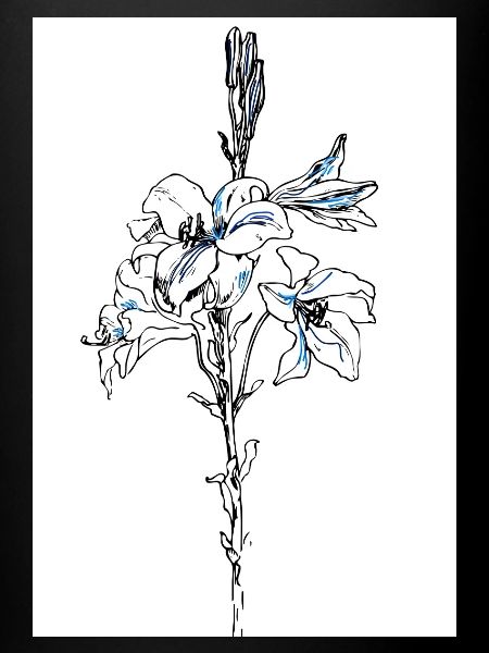 Blue lillies