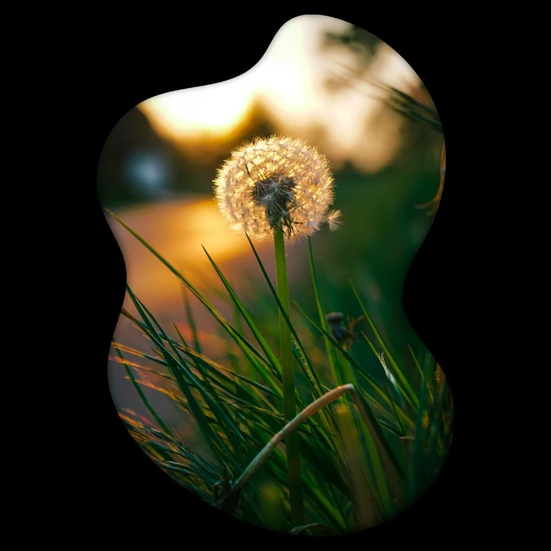 Pusteblume