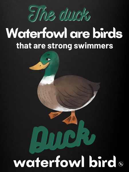 Canard the duck