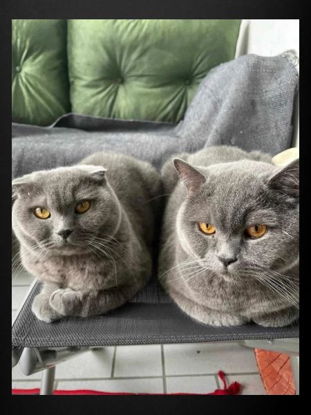 Cats cuddling