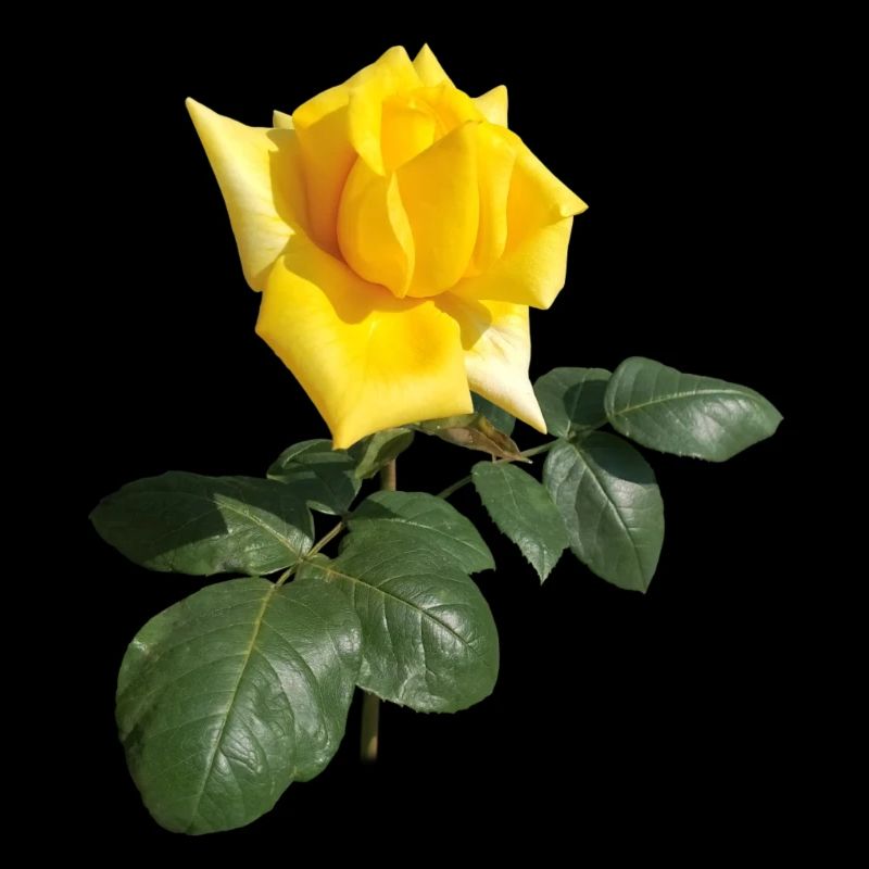 ROSE JAUNE