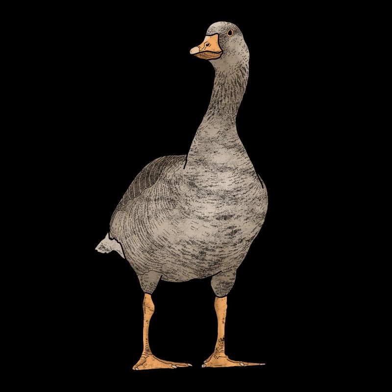 A gray goose from the farm
