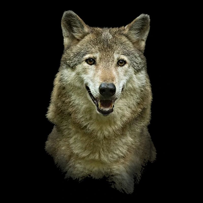 Loup