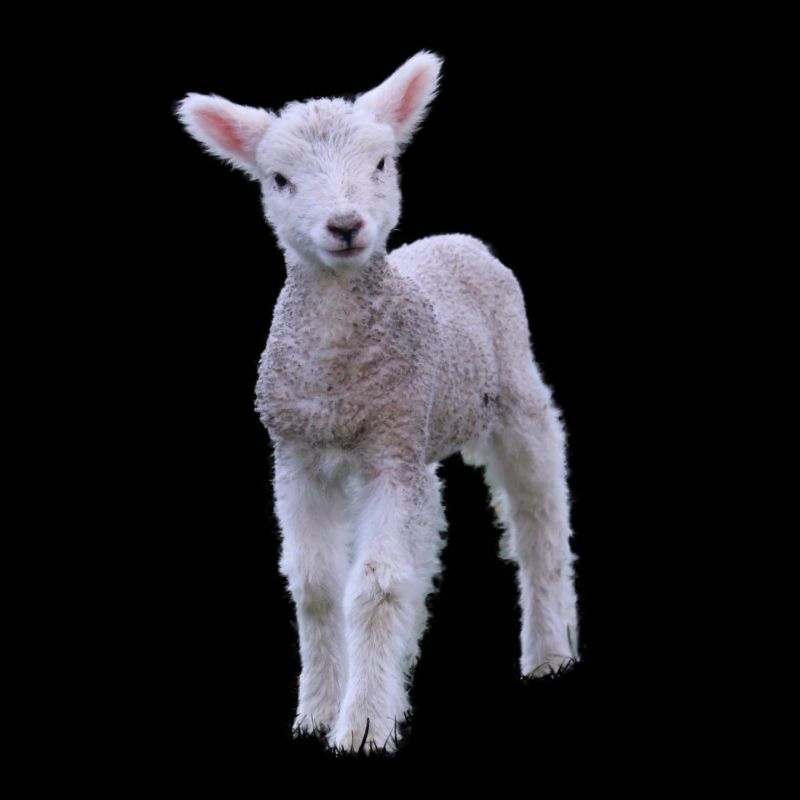 agneau mignon - agneau doux