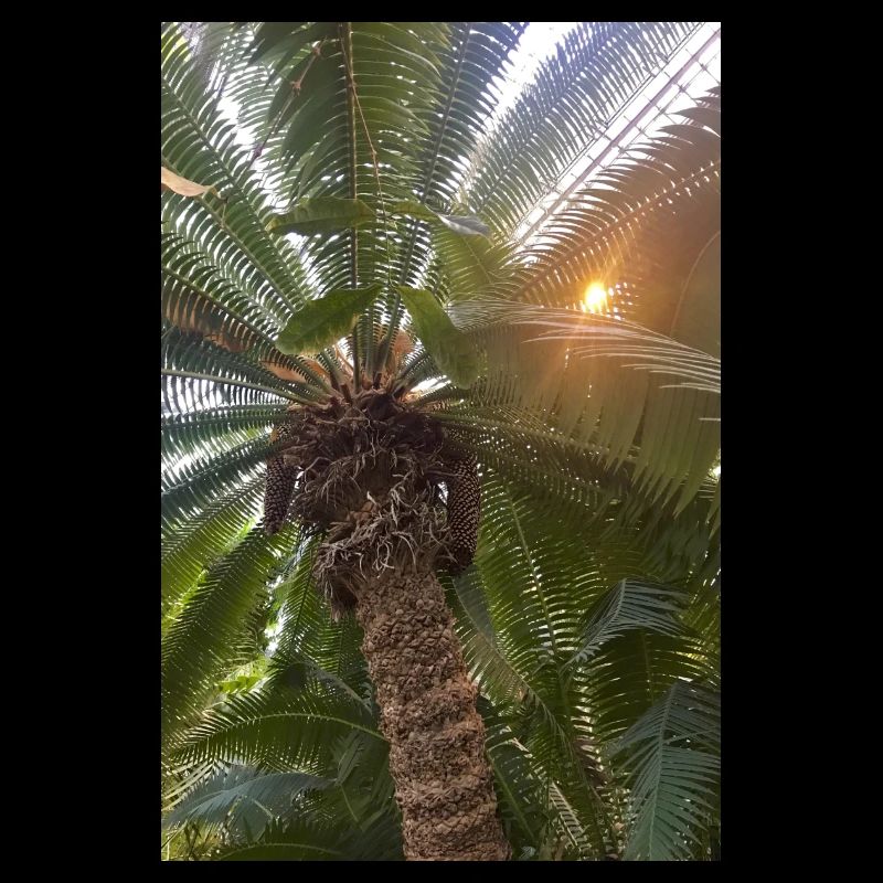 Dattelpalme