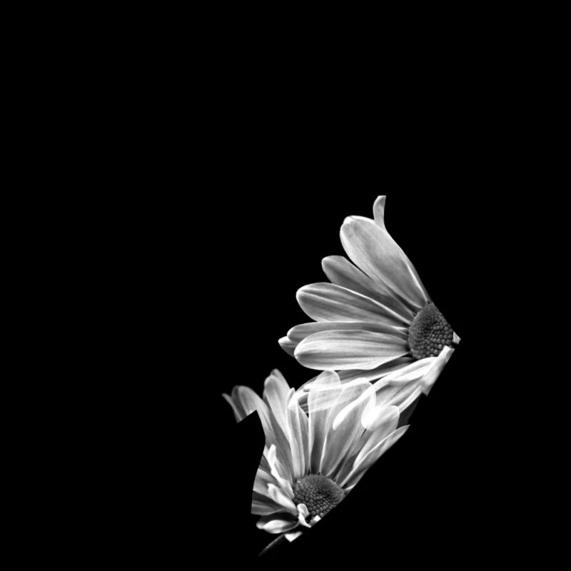 Bullterier de fleurs