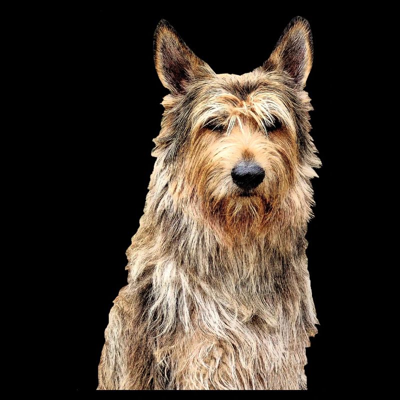 Chien Picard