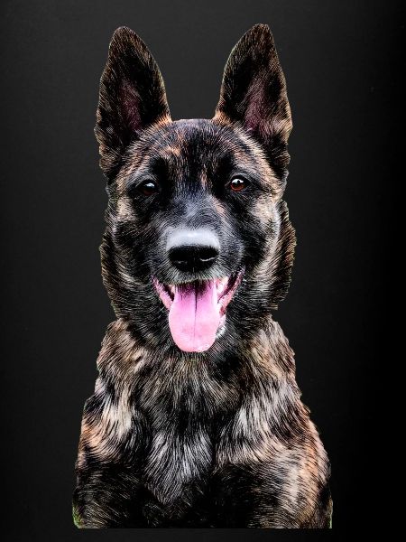 Dutch Shepherd