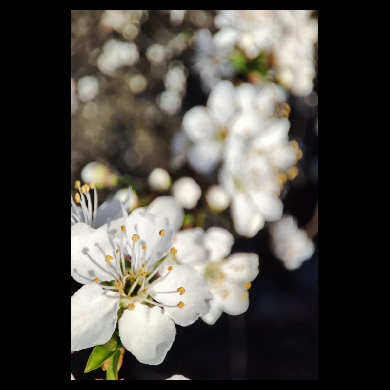 Blüte