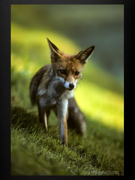 Rotfuchs sichert