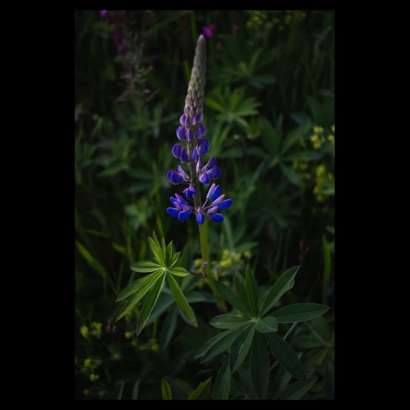 Lupin