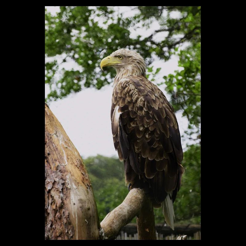 Pygargue à queue blanche.