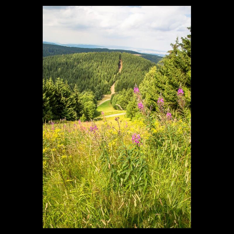 Chemin forestier dans la vallée