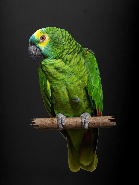 Bird 1