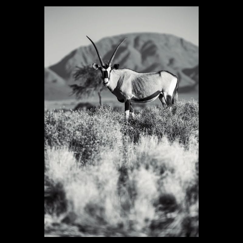 Namibia Orxy Antilope