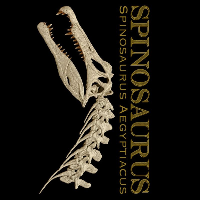 Spinosaurus Schädel bone