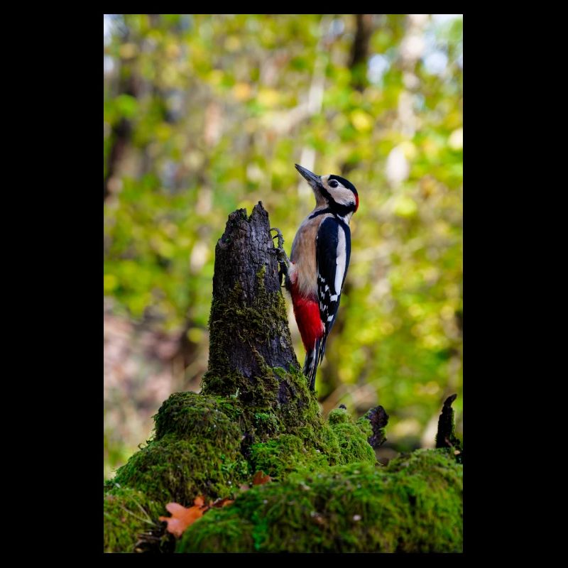 Woodpecker on Mossy Log