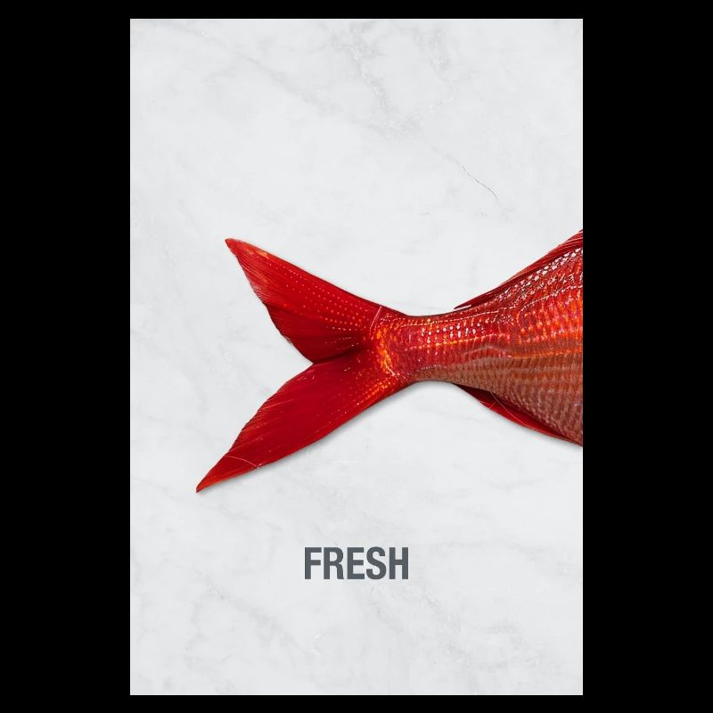 Fresh Fisch Minimal Design Modern