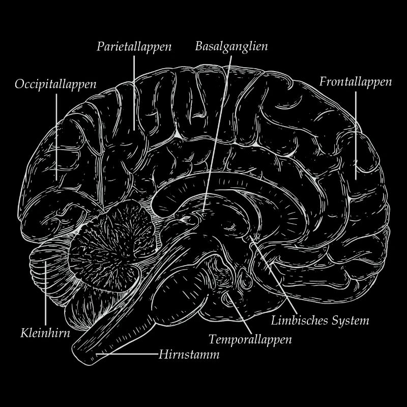 L’anatomie du cerveau humain
