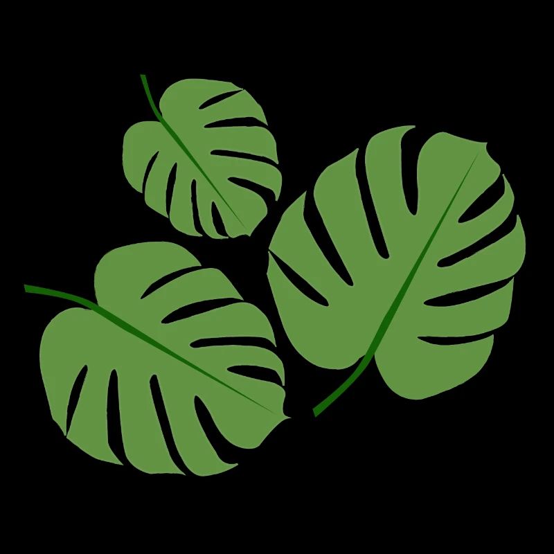 Monstera Pflanze