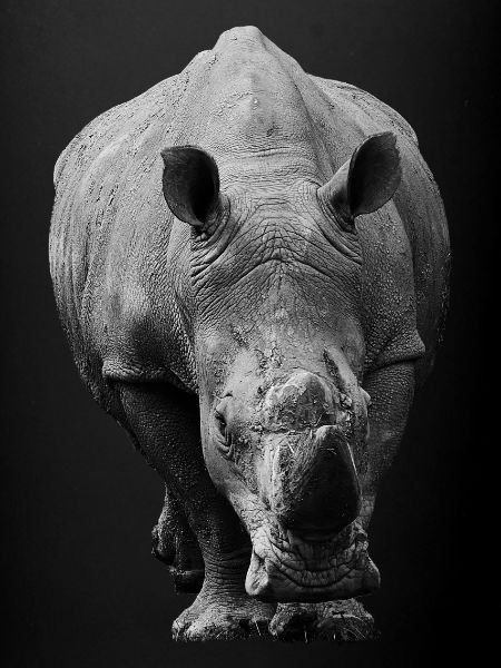 Rhinocéros de front