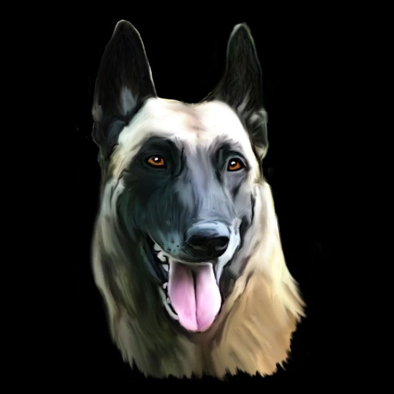malinois