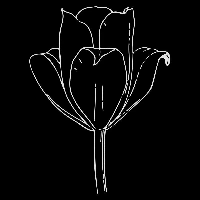 Tulpe