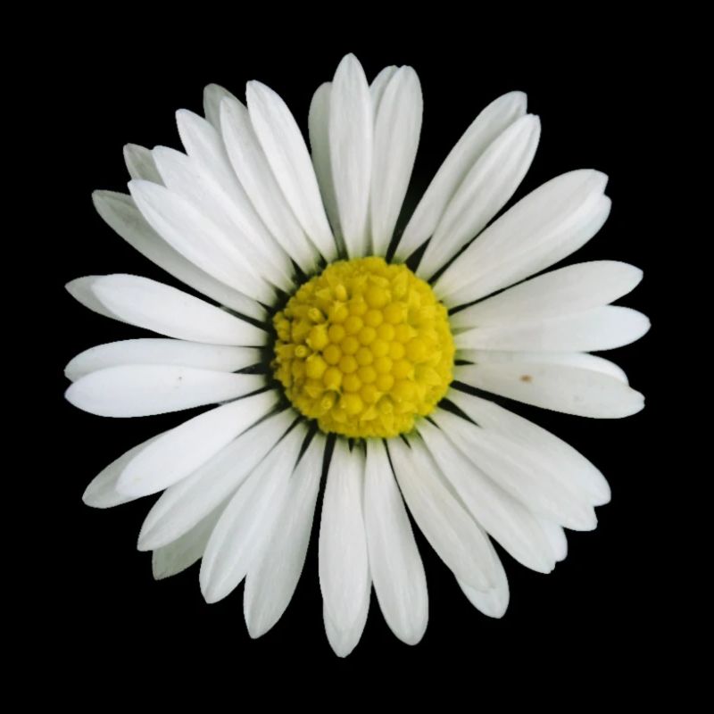 Daisy - fleur
