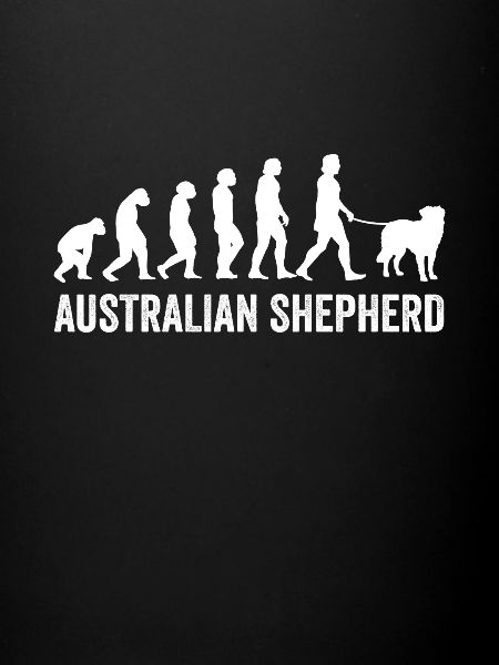 Australian Shepherd Evolution