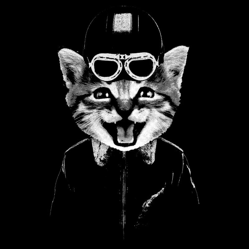 CHAT MOTARD