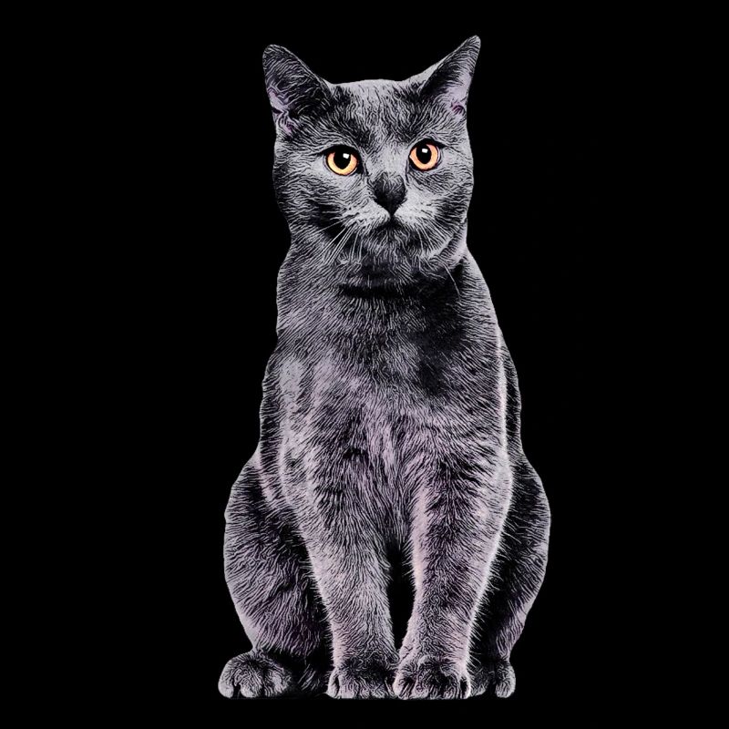 Chat Chartreux
